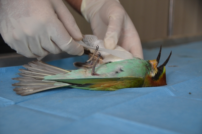 Hakkari'de veteriner hekim yabani hayvanlara şifa dağıtıyor